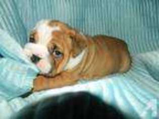 Bulldog Puppy for sale in COVINGTON, LA, USA