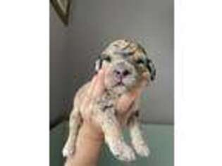 Goldendoodle Puppy for sale in Mount Holly, NC, USA