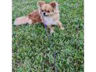 Chihuahua Puppy for sale in West Palm Beach, FL, USA