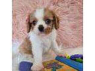 Cavalier King Charles Spaniel Puppy for sale in Apple Creek, OH, USA