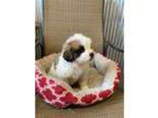 Saint Bernard Puppy for sale in Marengo, WI, USA