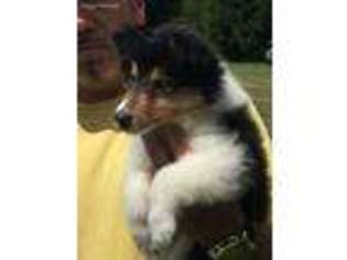 Collie Puppy for sale in Fairview, PA, USA