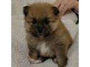Pomeranian Puppy for sale in Lake City, FL, USA