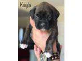 Boxer Puppy for sale in Matawan, NJ, USA