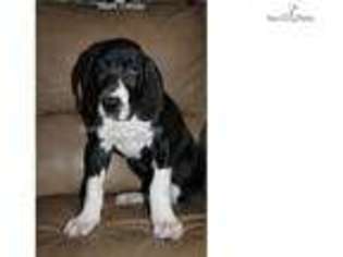 Great Dane Puppy for sale in Valdosta, GA, USA