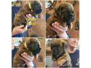 Mastiff Puppy for sale in Troy, NC, USA