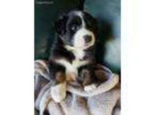 Australian Shepherd Puppy for sale in Milton, DE, USA
