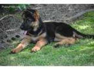 German Shepherd Dog Puppy for sale in Hartsville, SC, USA