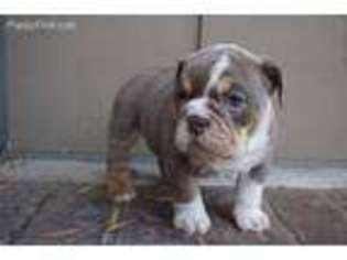 Bulldog Puppy for sale in Sunnyvale, CA, USA
