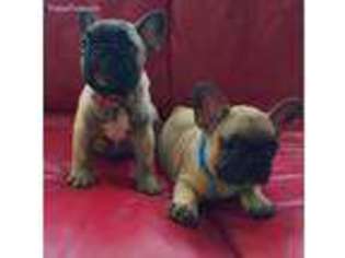 French Bulldog Puppy for sale in Bellevue, WA, USA
