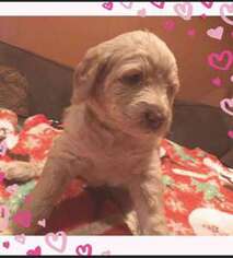 Labradoodle Puppy for sale in BATON ROUGE, LA, USA