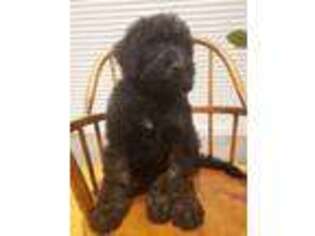 Goldendoodle Puppy for sale in Grantsville, UT, USA