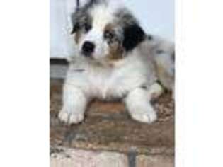 Australian Shepherd Puppy for sale in Woodway, TX, USA