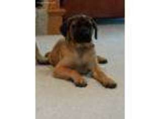 Mastiff Puppy for sale in Whitelaw, WI, USA