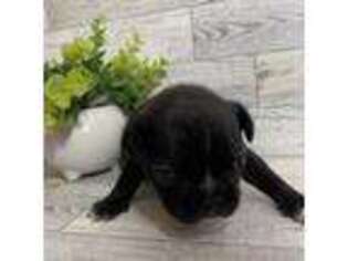 Mutt Puppy for sale in Middletown, OH, USA