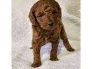 Mutt Puppy for sale in Colerain, NC, USA