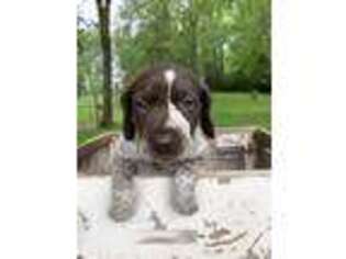 German Shorthaired Pointer Puppy for sale in Springfield, OH, USA