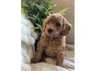 Goldendoodle Puppy for sale in Grandview, TX, USA