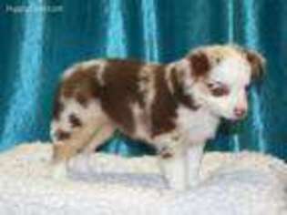 Miniature Australian Shepherd Puppy for sale in Morgantown, WV, USA