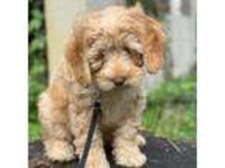 Labradoodle Puppy for sale in Memphis, TN, USA