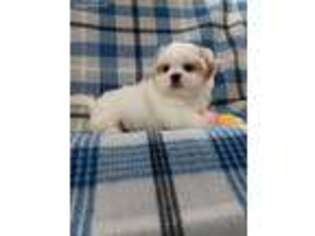 Mutt Puppy for sale in Hanover, VA, USA