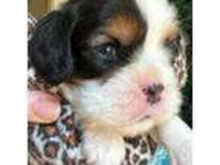Cavalier King Charles Spaniel Puppy for sale in Hastings, MN, USA
