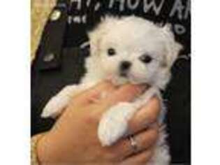 Maltese Puppy for sale in Hawthorne, CA, USA