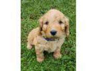 Labradoodle Puppy for sale in East Earl, PA, USA