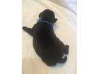 Pug Puppy for sale in Hector, NY, USA