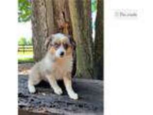 Miniature Australian Shepherd Puppy for sale in Battle Creek, MI, USA