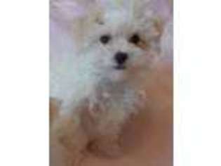 Maltese Puppy for sale in Kerrville, TX, USA
