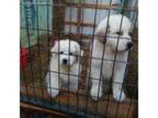 Great Pyrenees Puppy for sale in Ovid, NY, USA