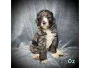 Mutt Puppy for sale in Clarksville, TN, USA