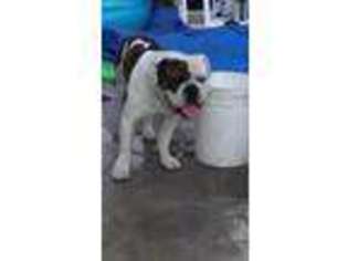 American Bulldog Puppy for sale in Pittsburg, CA, USA