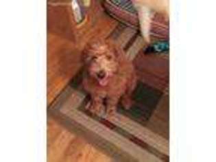 Labradoodle Puppy for sale in Dallastown, PA, USA