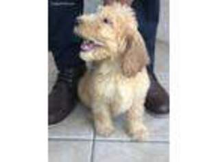 Labradoodle Puppy for sale in Dunnellon, FL, USA