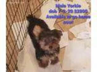 Yorkshire Terrier Puppy for sale in Tucson, AZ, USA