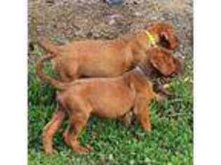 American Bull Dogue De Bordeaux Puppy for sale in Pigeon Forge, TN, USA