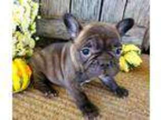 French Bulldog Puppy for sale in Belle Center, OH, USA