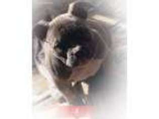 Mutt Puppy for sale in Pierson, MI, USA