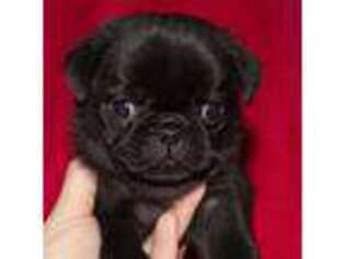 Pug Puppy for sale in Dorset, OH, USA