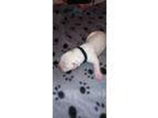 American Bulldog Puppy for sale in Gaffney, SC, USA