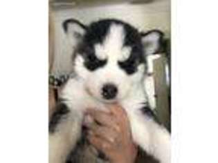 Siberian Husky Puppy for sale in San Leandro, CA, USA