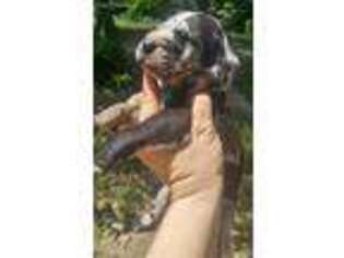 Great Dane Puppy for sale in Eagle Springs, NC, USA