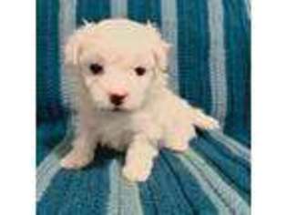 Maltese Puppy for sale in Owego, NY, USA