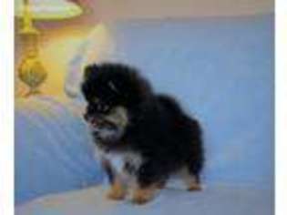 Pomeranian Puppy for sale in Sandy Hook, KY, USA