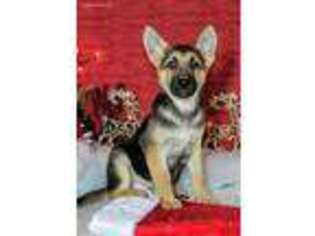 German Shepherd Dog Puppy for sale in Wooster, OH, USA