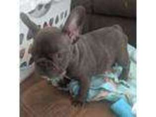 French Bulldog Puppy for sale in Hollow Rock, TN, USA