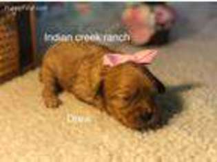 Cavapoo Puppy for sale in Bowling Green, MO, USA