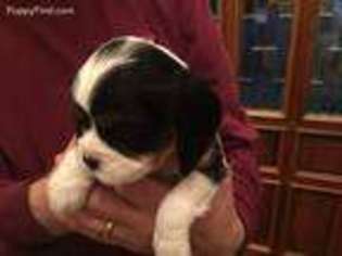 Cavalier King Charles Spaniel Puppy for sale in Stafford, VA, USA